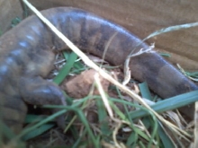 what is he?