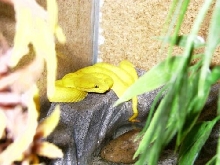 Bothriechis schlegelii female