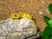 Bothriechis schlegelii male