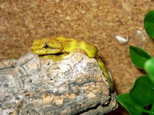 Bothriechis schlegelii male