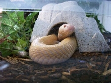 Albino Naja kaouthia