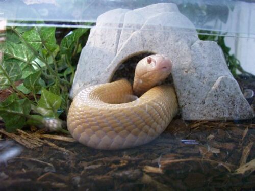 Albino Naja kaouthia