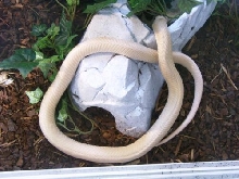 Albino Naja kaouthia