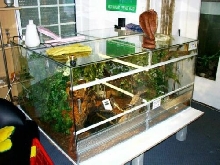 Naja kaouthia Terrarium; Size 150 x 120 x 75
