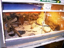 Cerastes cerastes Terrarium