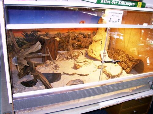 Cerastes cerastes Terrarium
