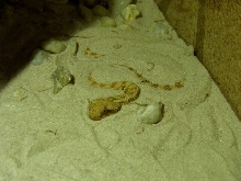 Cerastes cerastes female