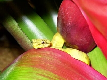 Bothriechis schlegelii