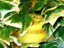 Bothriechis schlegelii