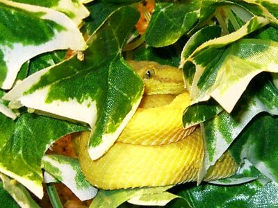 Bothriechis schlegelii