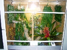 Botrichies schlegellii Terrarium