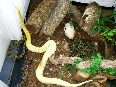 Tigers and boa