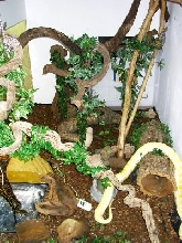 Room of my Tigerpython