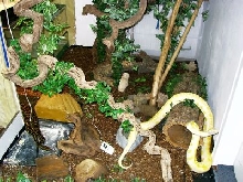 2nd Tigerpython room