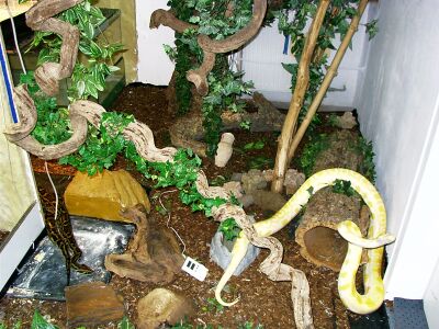 2nd Tigerpython room