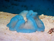 Saltwater - Austin Aquariums