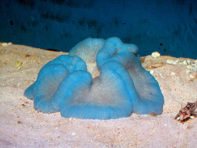 Saltwater - Austin Aquariums