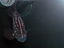 Saltwater Photos