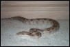 Columbian Boa