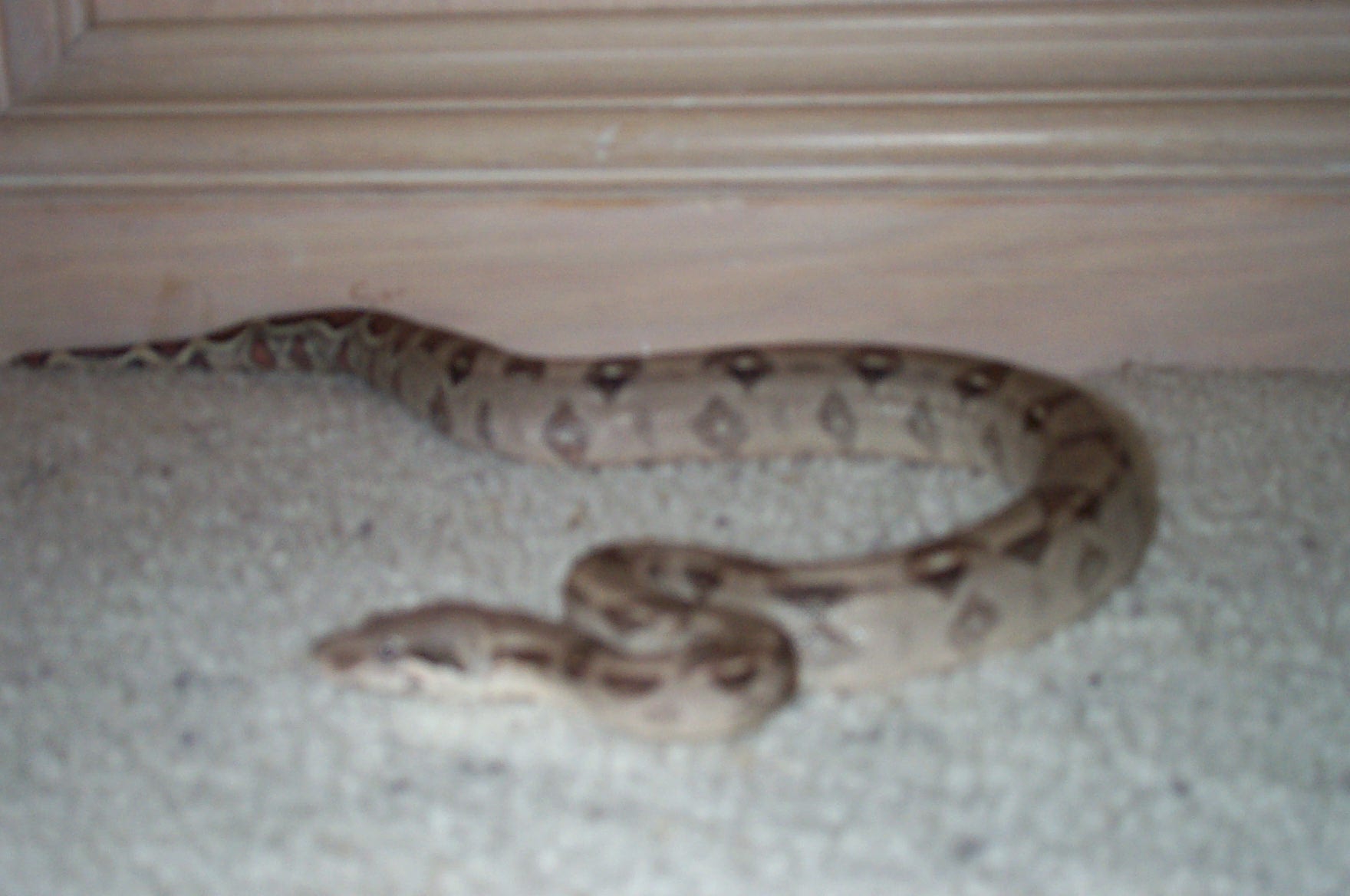 Columbian Boa