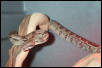 Columbian Boa