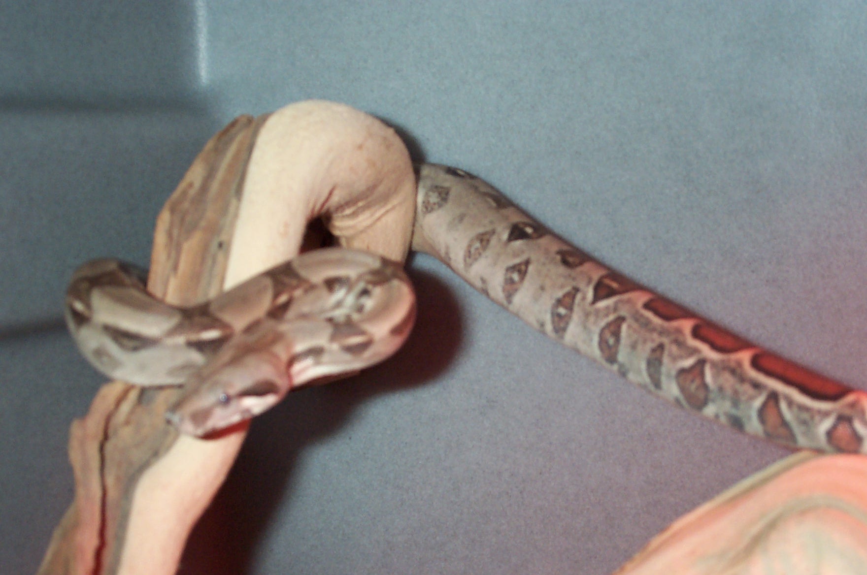 Columbian Boa