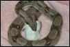 Columbian Boa - Eating!