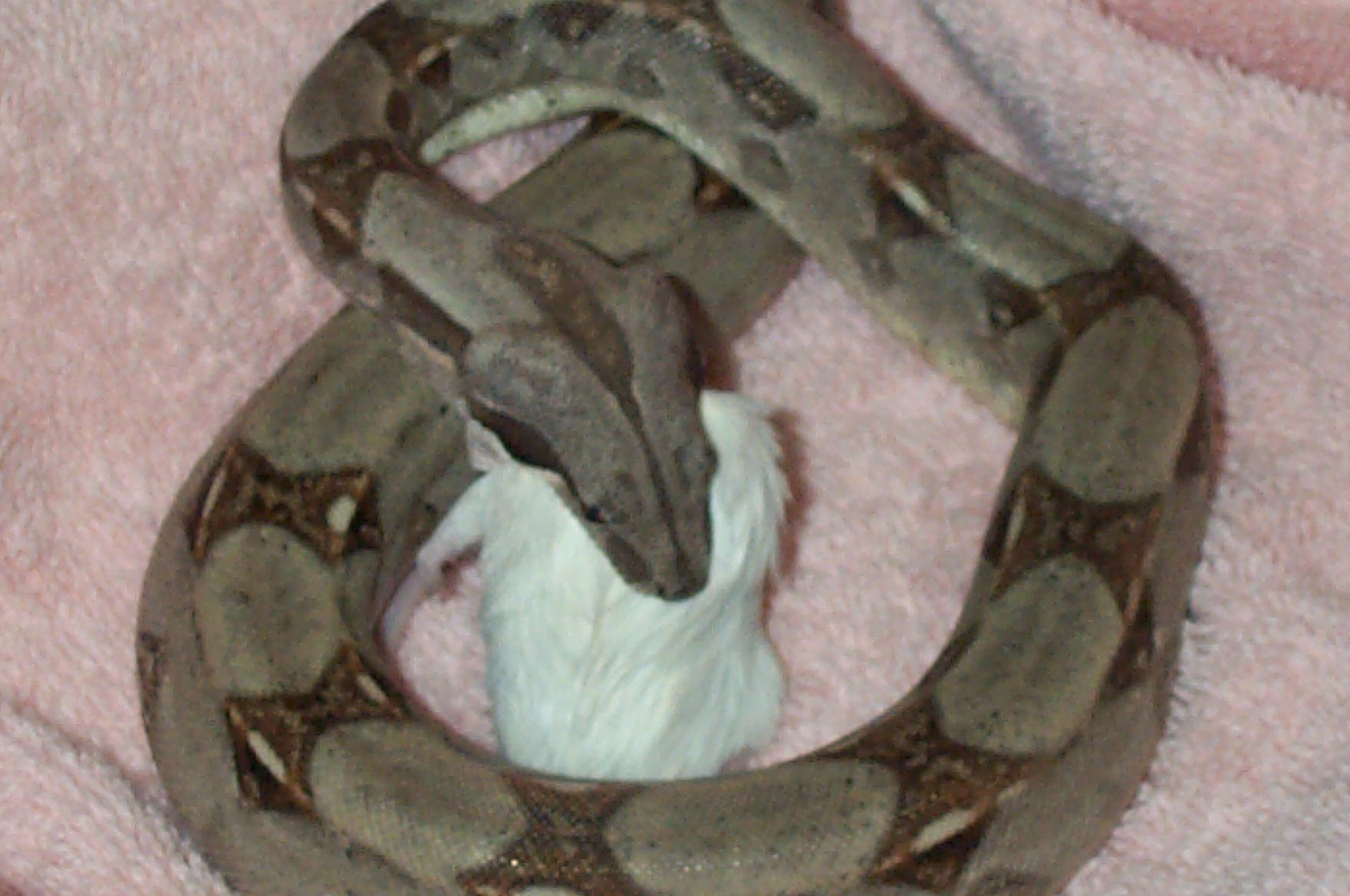 Columbian Boa - Eating!