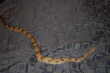 boa