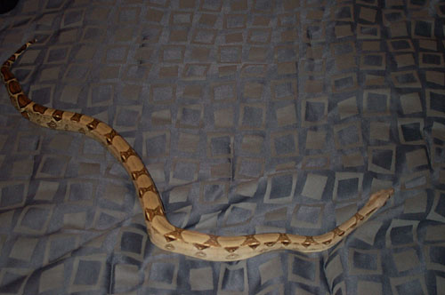 boa