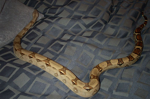 boa