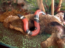 Sinaloan milk snake