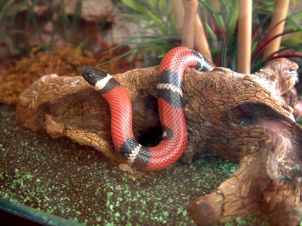 Sinaloan milk snake