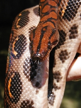 3 yr old male Brazilian Rainbow