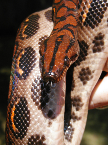 3 yr old male Brazilian Rainbow