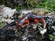 YellowEyedEnsatina