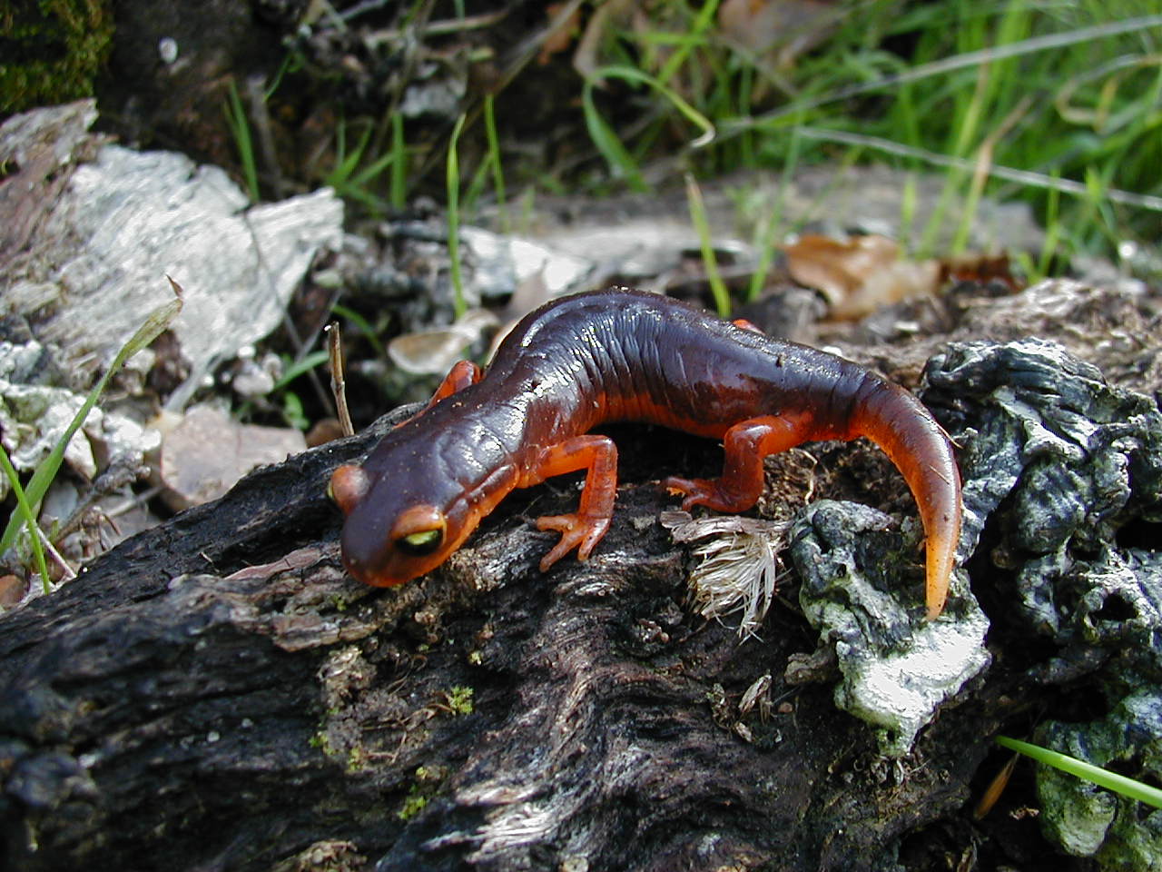 YellowEyedEnsatina