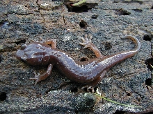 Arboreal Salamander