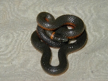 Ringneck
