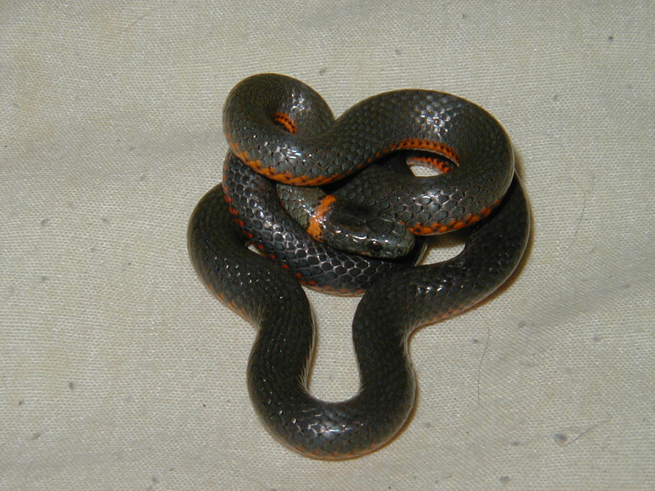 Ringneck
