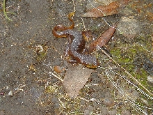 California Newt