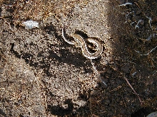 Skilton Skink