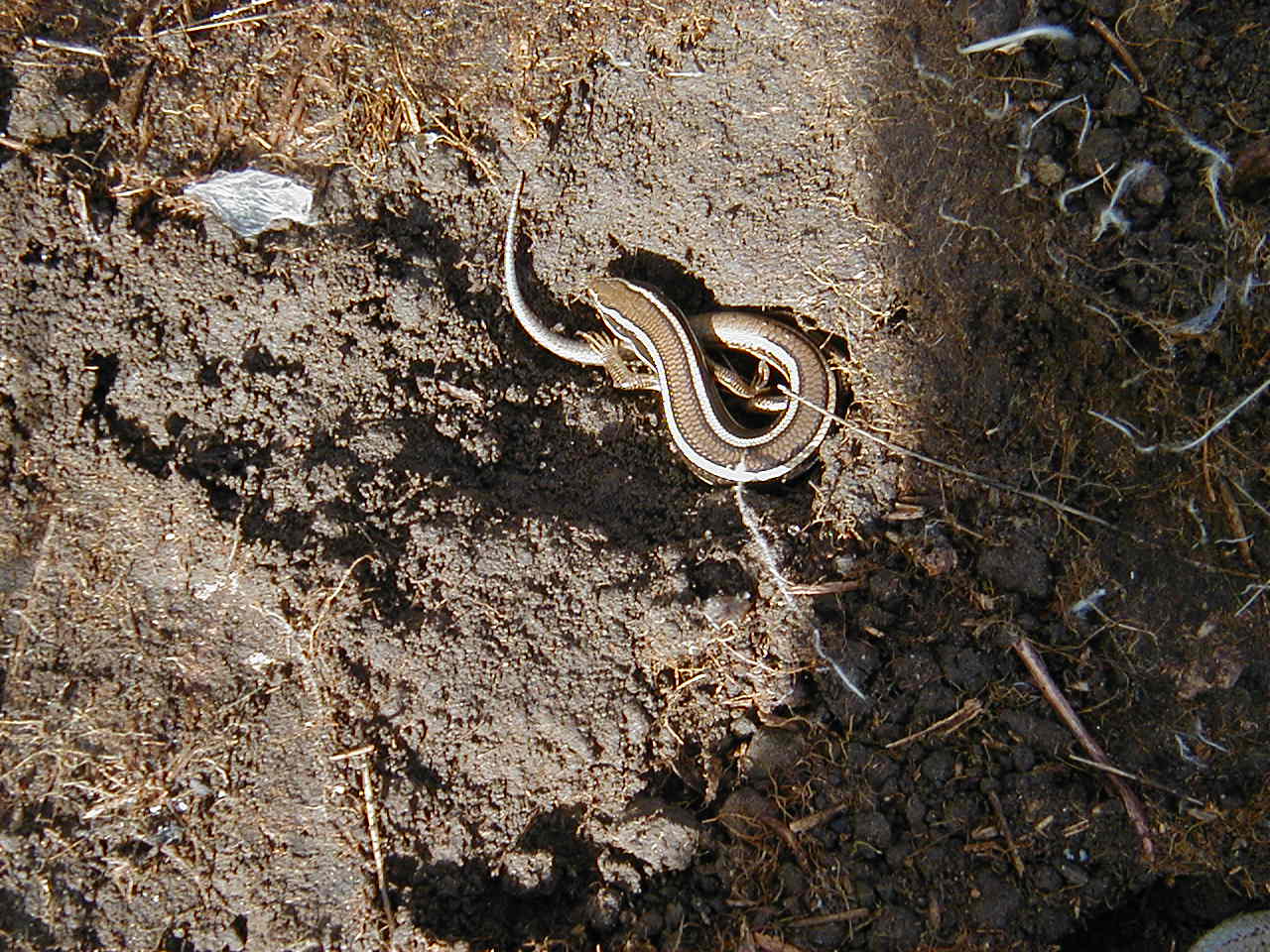 Skilton Skink