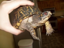 yoshi