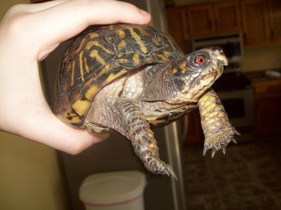yoshi