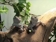 Ole and Lena
