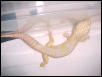 male albino