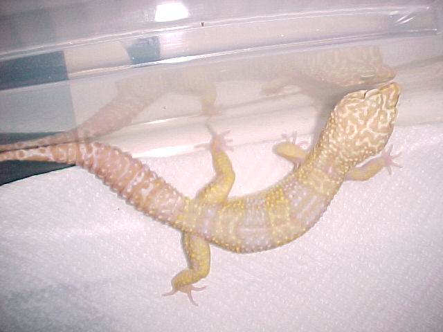 male albino