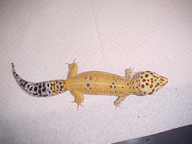 hypo tangerine