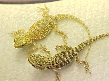 Hypo baby and it's sibling